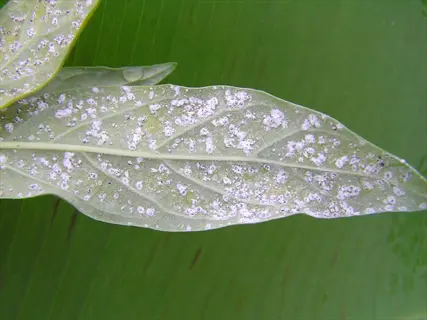 close-up of whiteflies infestation on leaf underside