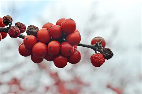 close-up of winterberry holly red berries cluster on a branch with blurred natural background
