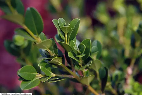 close-up of wintergreen boxwood hedge foliage with glossy green leaves