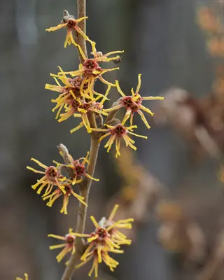 close-up of witch hazel flowers blooming on a slender branch
