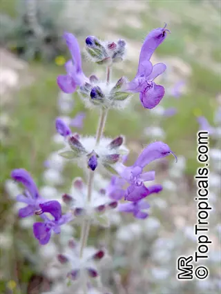close-up of wooly lavender silvery foliage with purple flowers