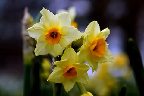 close-up of yellow jonquil narcissus flowers with bright orange cups, green stems, and soft bokeh background