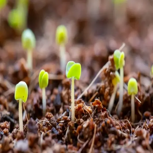 close-up of young green seedlings sprouting from dark brown soil