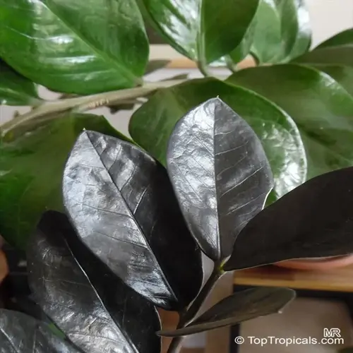 close-up of zz plant glossy leaves with dark, waxy foliage
