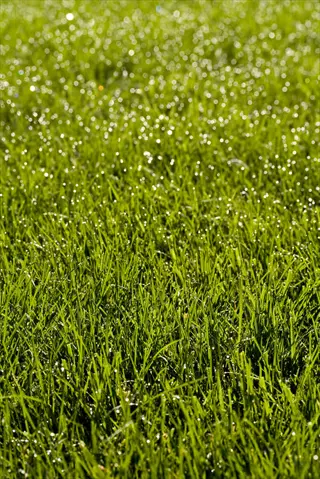 close-up view of bermudagrass texture with glistening morning dew droplets on vibrant green blades