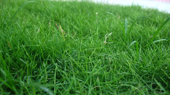 close-up view of carpetgrass texture with dense, fine green blades forming a velvety lawn surface