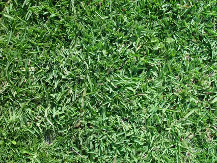 close-up view of lush buffalo grass turf with dense green blades