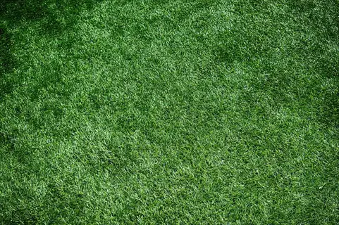 close-up view of lush green chewings fescue turf grass