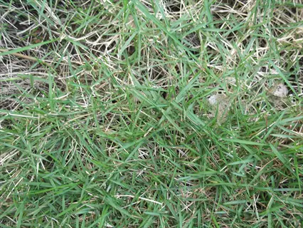 close-up view of zoysia grass texture with mixed green and dormant brown blades in a dense turf