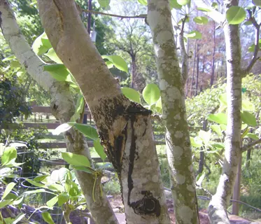 closeup of a cleft graft on a fruit tree trunk with healed union, surrounded by branches and leaves - cleft graft fruit tree