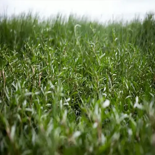 closeup of a dense crabgrass lawn with green blades under overcast sky