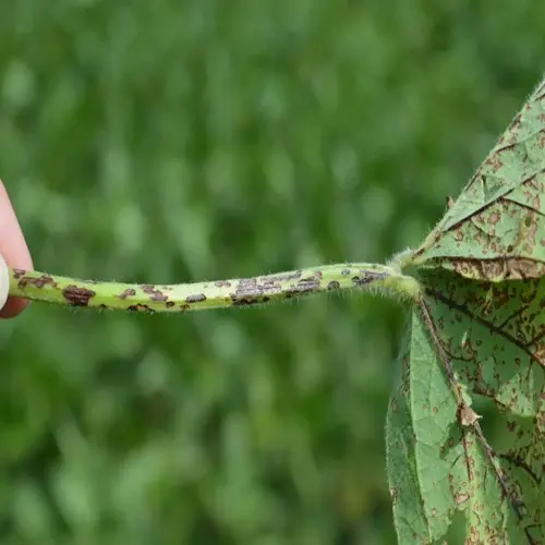 closeup of a diseased plant stem and leaf showing dark lesions and spots