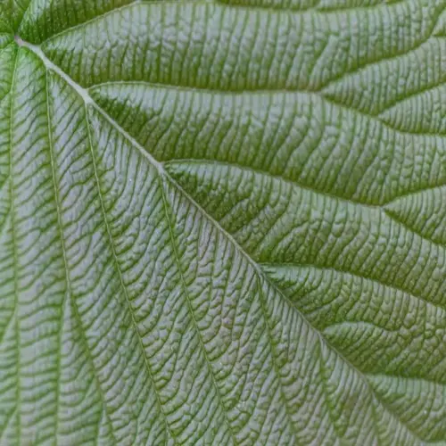 closeup of a green leaf vein pattern showing intricate texture and natural structure