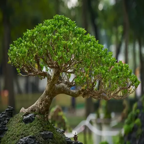 closeup of a healthy bonsai tree with lush green foliage and gnarled trunk growing on a mossy rock formation