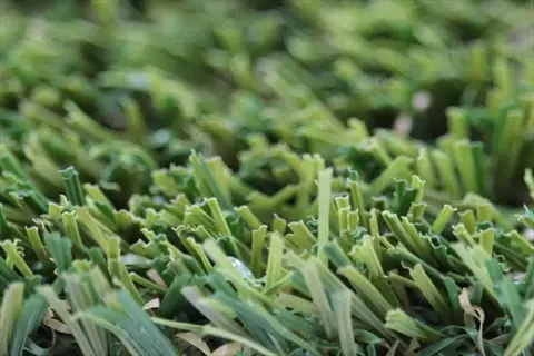 closeup of a lush fescue lawn showing dense green grass blades with visible individual strands