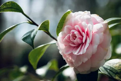 closeup of a pink camellia flower with layered petals and glossy green leaves, soft natural lighting
