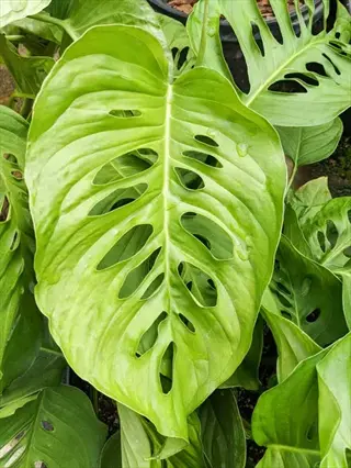 closeup of a vibrant green monstera leaf with distinctive fenestrations and water droplets