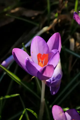 closeup of a vibrant purple crocus flower with bright orange stamen emerging from green foliage