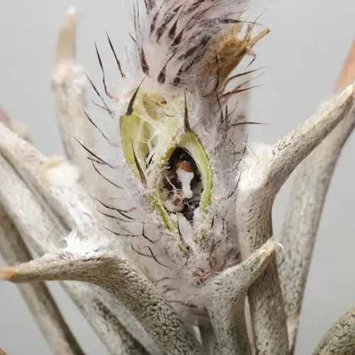 closeup of air plant (tillandsia) pups emerging from a mature plant, showing textured silvery-green leaves with dark spines and central pup structure
