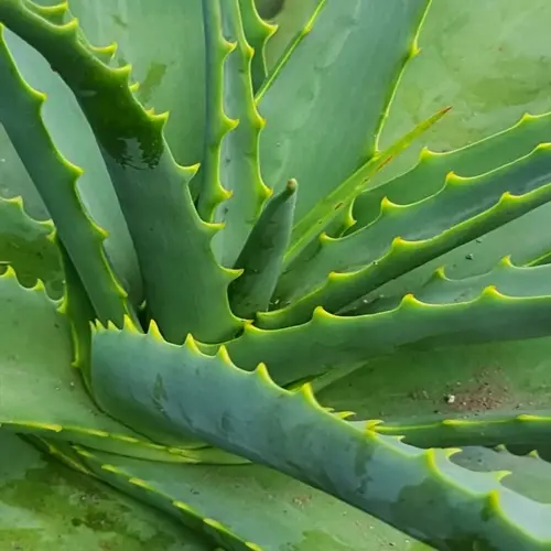 closeup of an aloe vera plant showing green succulent leaves with serrated edges