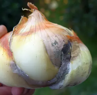 closeup of an onion bulb neck showing soft and pliable texture