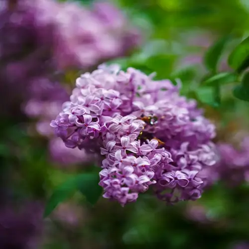 closeup of blooming lilac flowers with soft purple petals