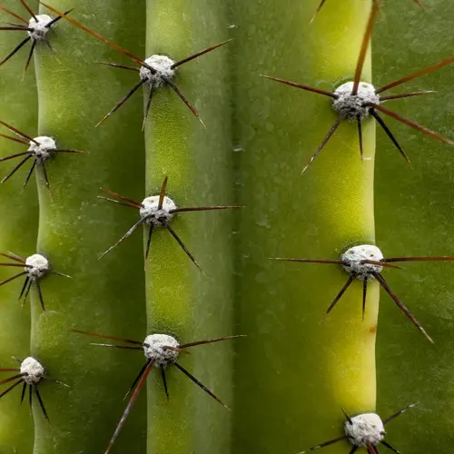 closeup of cactus spines with white bases emerging from green skin