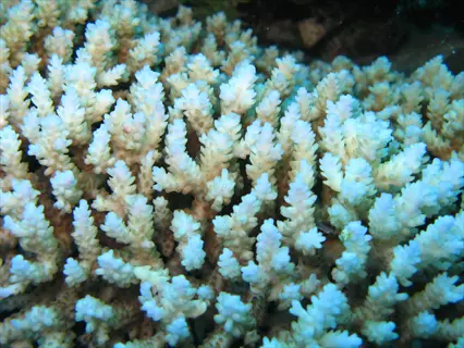 closeup of coral reef zooxanthellae: detailed view of intricate coral structures with symbiotic algae