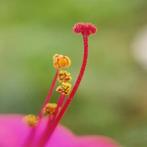 closeup of flower reproductive parts showing vibrant pink stamens and central pistil with green bokeh background