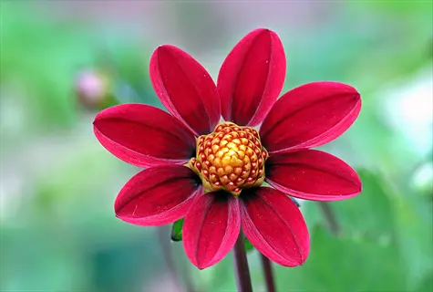closeup of fully open plant flowers featuring vibrant red petals and textured yellow center against blurred green background