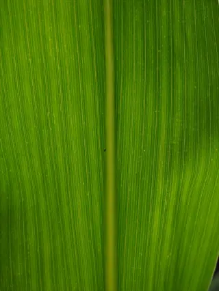 closeup of grass leaf veins showing parallel venation pattern on green foliage