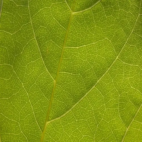 closeup of green leaf veins showing intricate vascular structure