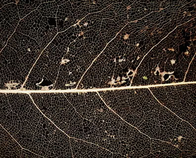 closeup of leaf skeleton veins forming intricate structural reinforcement framework on dark background