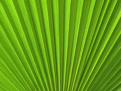 closeup of palm leaf veins showing lateral parallel venation in vibrant green hues