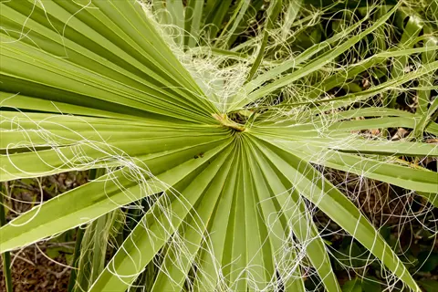 closeup of palmetto grass fronds with intricate, fibrous strands and fan-like structure