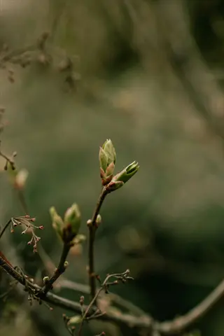 closeup of plant buds developing on bare branches with soft green background