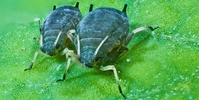 closeup of plant pest aphids leaves showing two dark-colored aphids on a green leaf surface
