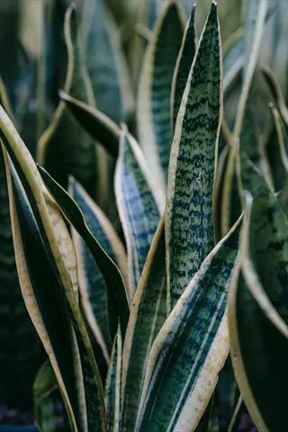 closeup of snake plant leaves with green and yellow variegation, highlighting air purification abilities