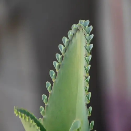 closeup of succulent leaf propagation with new plantlets growing along serrated edge