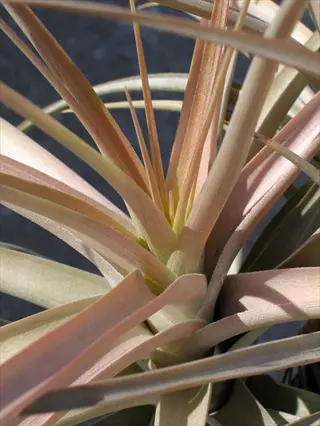 closeup of tillandsia xerographica plant with slender, pale green to pink-tinted leaves