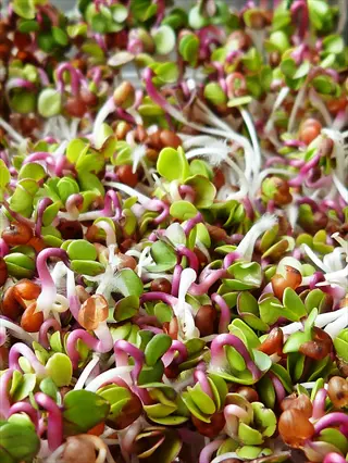 closeup of vibrant radish microgreens with reddish stems and green leaves