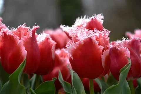 closeup of vibrant red parrot tulips with feathery, fringed petals and green leaves