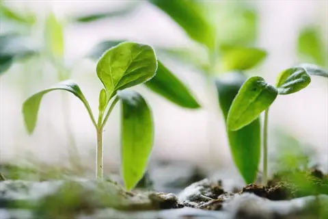 closeup of young plant seedlings emerging from soil with soft background bokeh