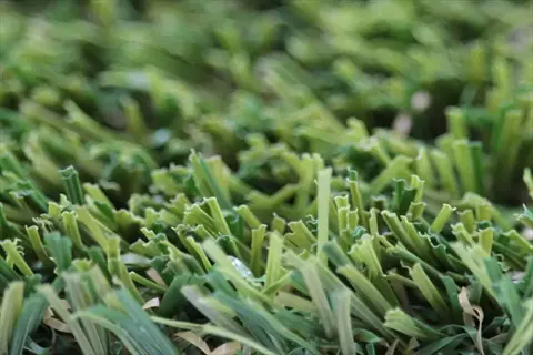closeup view of turf type fescue grass blades showing green and yellowish hues
