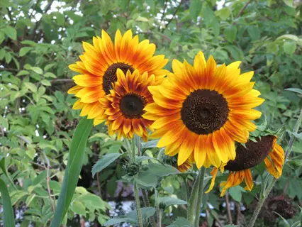 cluster of autumn beauty sunflowers with warm orange-yellow petals and dark centers blooming against lush green foliage