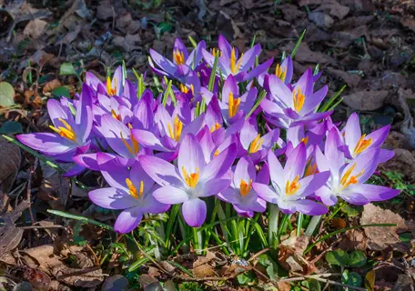 cluster of blooming purple crocus tommasinianus flowers in a garden, surrounded by brown leaves and green grass