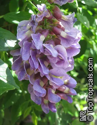 cluster of blooming wisteria amethyst falls flowers with green foliage background
