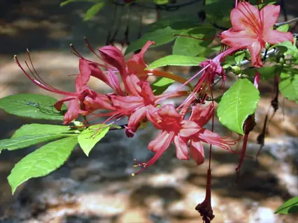 cluster of bright red plumleaf azalea flowers with green leaves, natural outdoor background