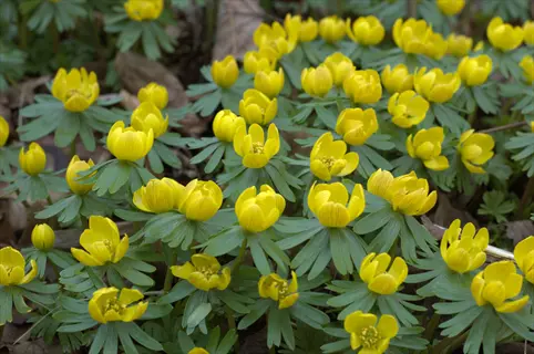 cluster of bright yellow winter aconite flowers with distinctive green palmate leaves