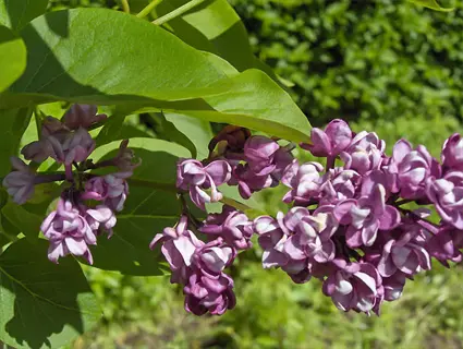 cluster of charles joly lilac flowers with vibrant purple petals and green leaves